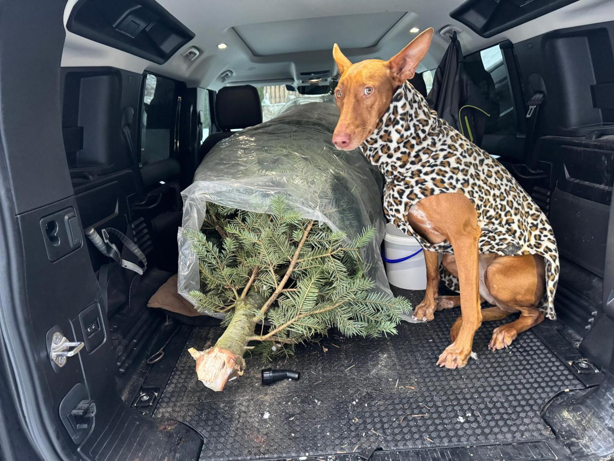 Hundefreundliche Unterkunft Im Muehlviertel In Oberoesterreich Freundorf 외부 사진